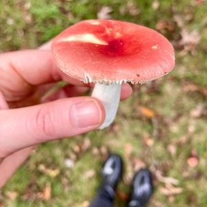 Meet your Posher, Celeste